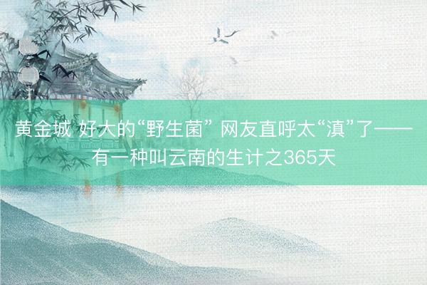 黄金城 好大的“野生菌” 网友直呼太“滇”了——有一种叫云南的生计之365天